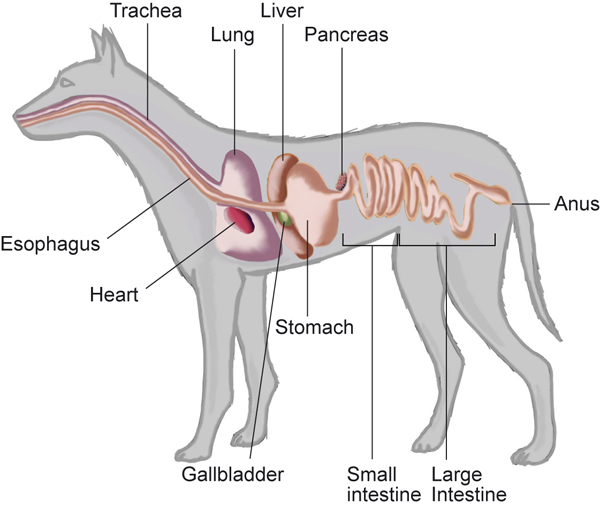 Anal Sacculectomy