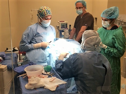 Pet Surgery Suite