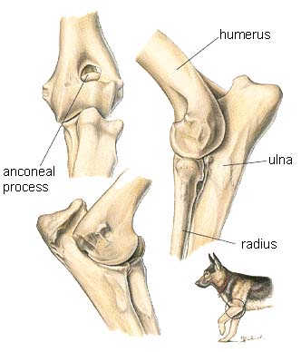 dog elbow joint dysplasia