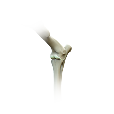cat elbow joint dysplasia